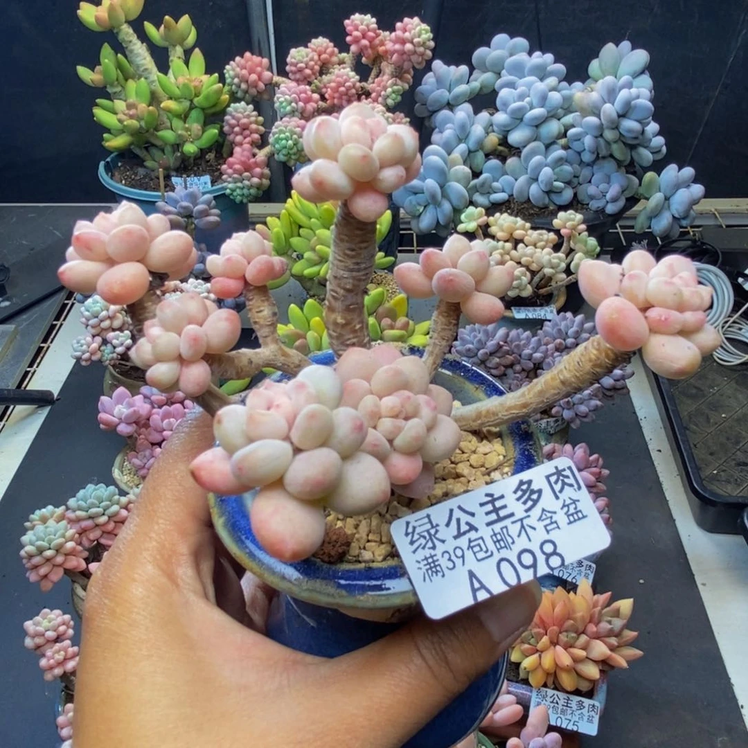 098花朵鱼子酱多肉7c m