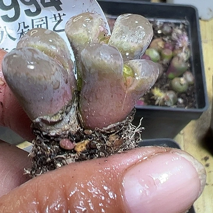 994号特价风铃wxyxy