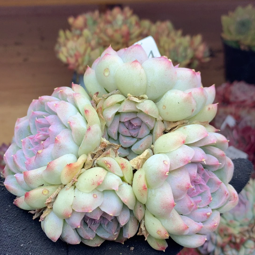 3114杂交多肉植物