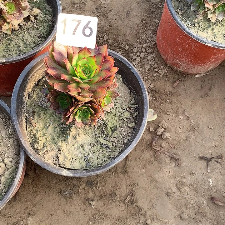 无花朵176虹膜量南随机发