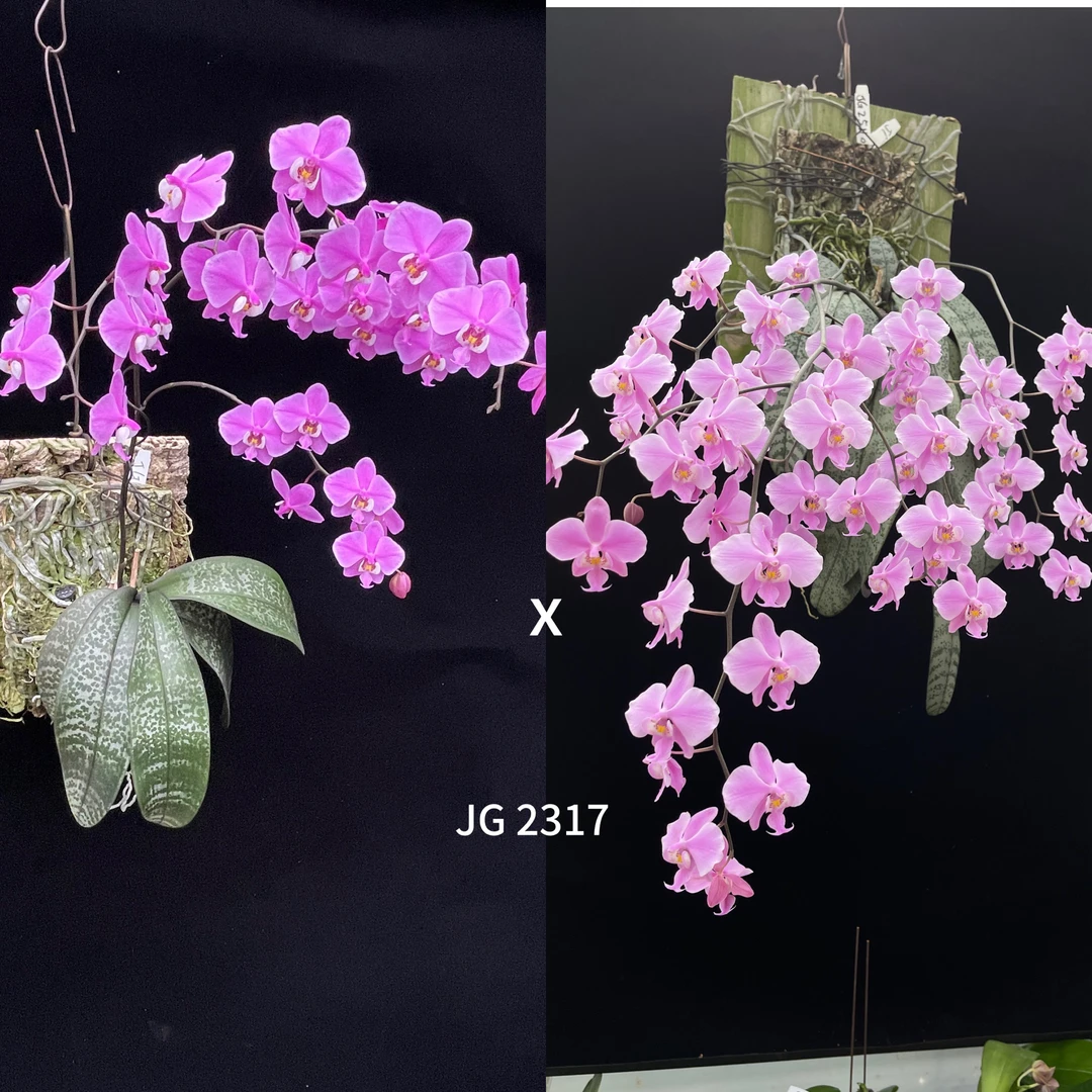 JG2317（M609交汉白玉）西蕾丽花农杰哥原生种蝴蝶兰