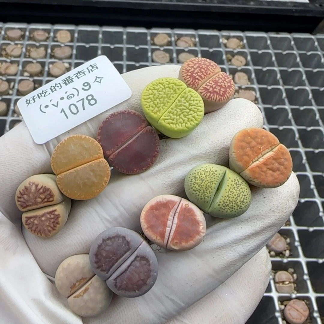 1078。。。。默认脱土。18包邮。偏远88包邮