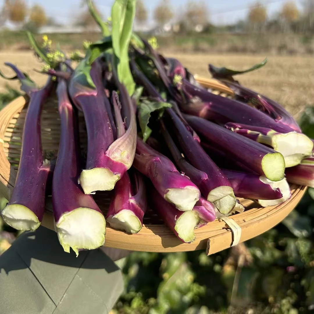 湖北红菜苔紫菜苔新鲜现摘现掐当季时令蔬菜