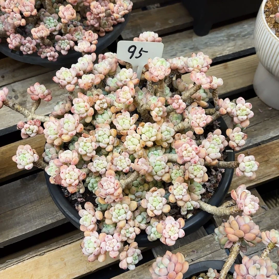 多肉植物，樱花罗骑95号