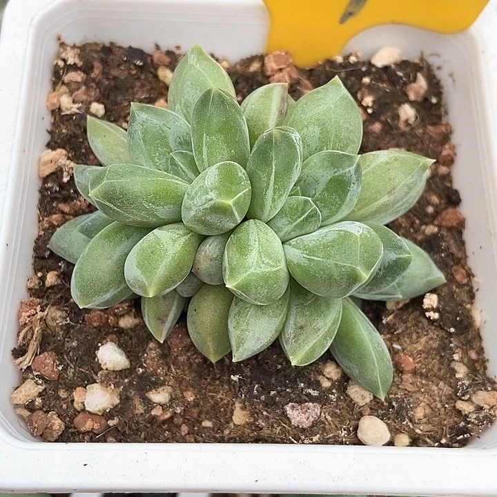 落***烟多肉植物重楼957多肉