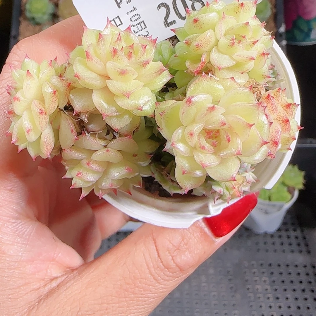 1026-208麦秆优选不包整