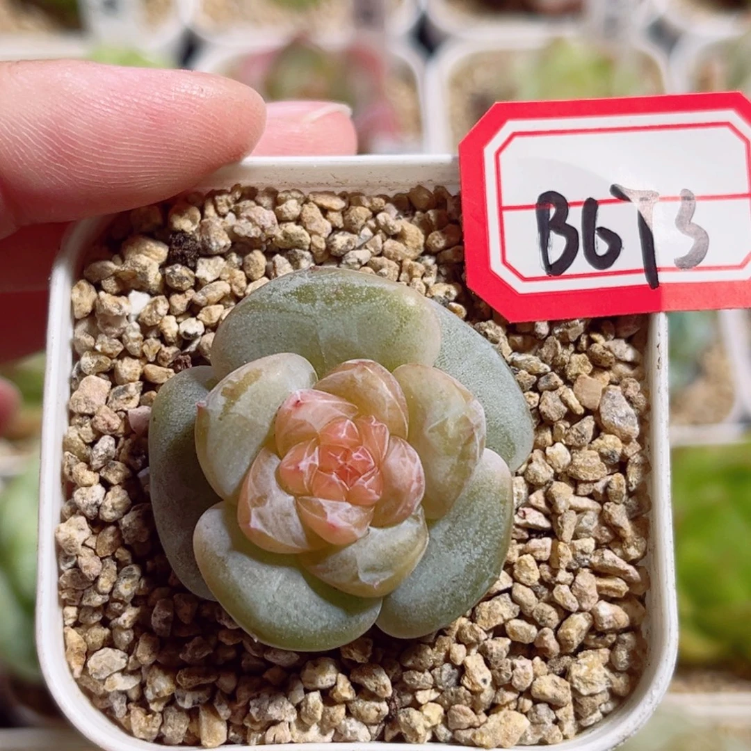 B673 一物一拍 精选珍妮