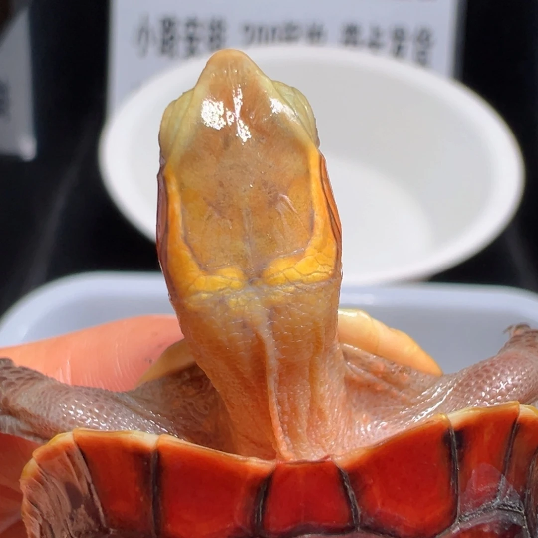 绿毛龟母皖南安缘龟