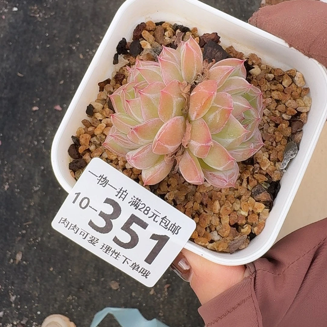 雪花珍妮无盆土无盆土发货