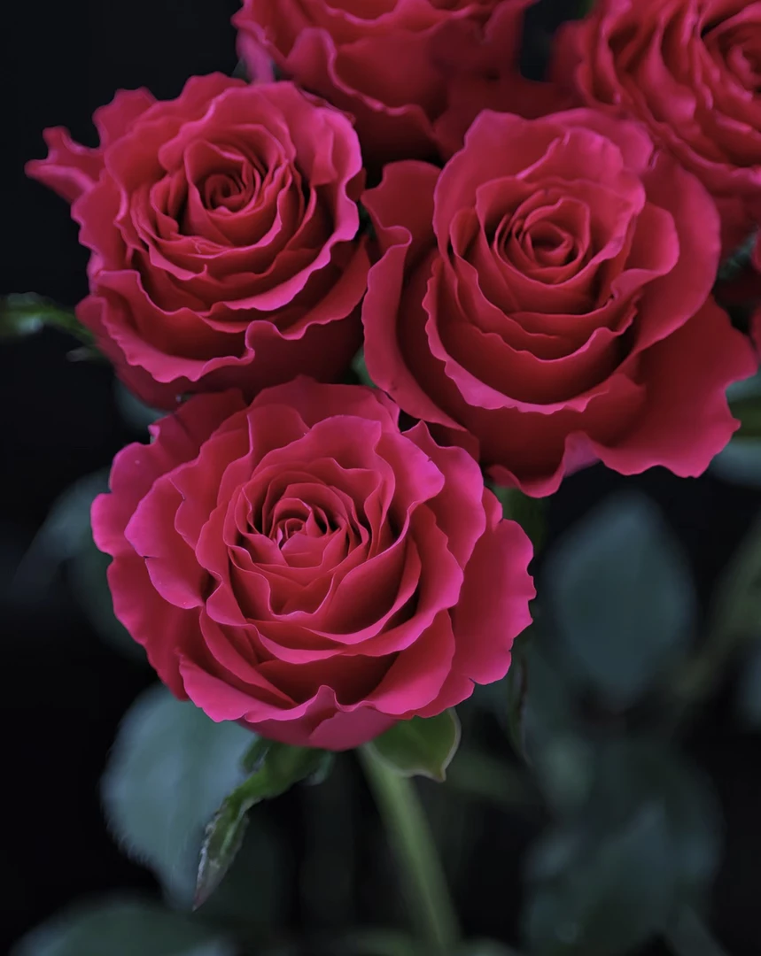 【高盛 】超新品扦插 月季 切花 玫瑰 庭院阳台灌木花卉