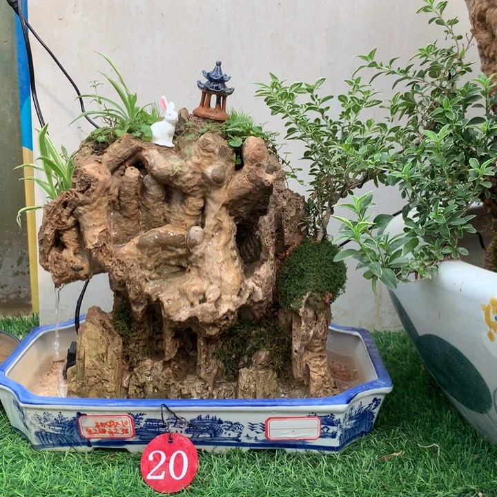 完全开放吸水石盆景