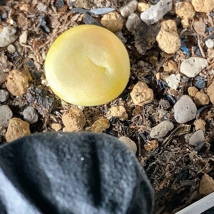 梦*桃喜花园0117-50拉登