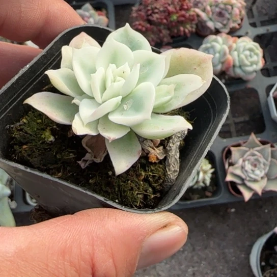 242柠檬玫瑰锦多肉