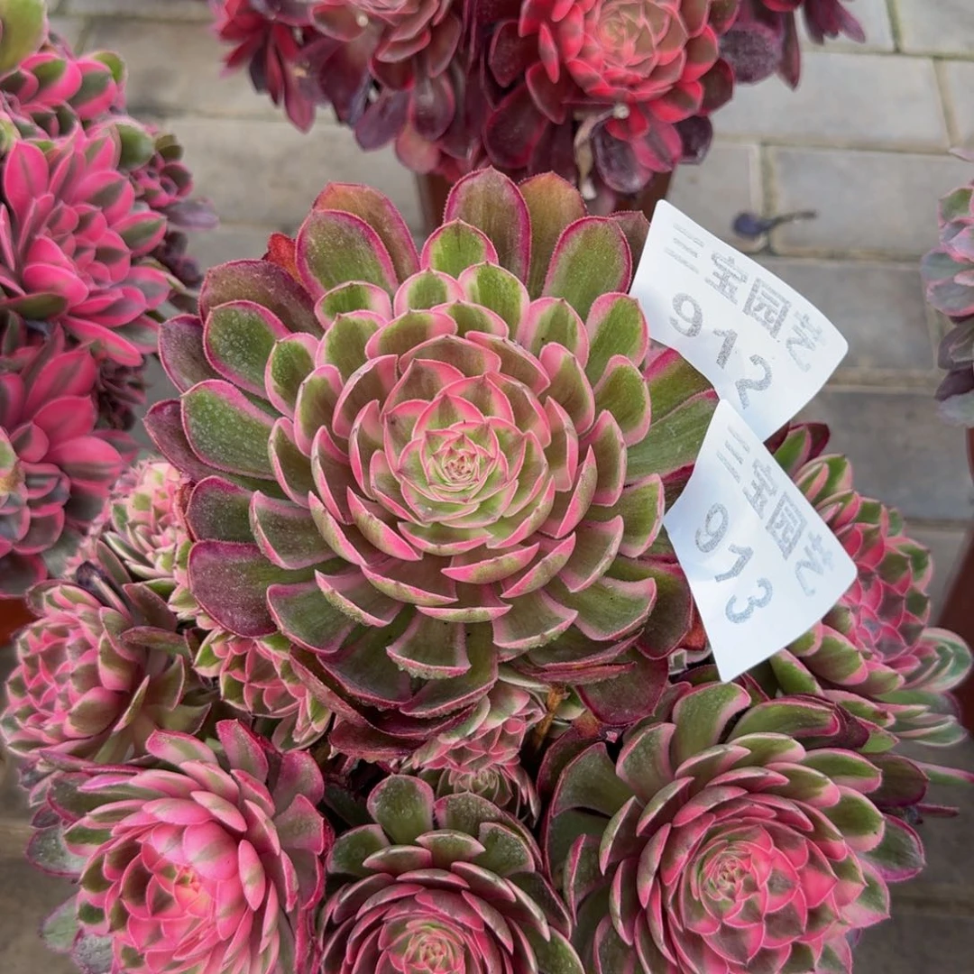 心**水多肉植物912913半糖荔枝寄养