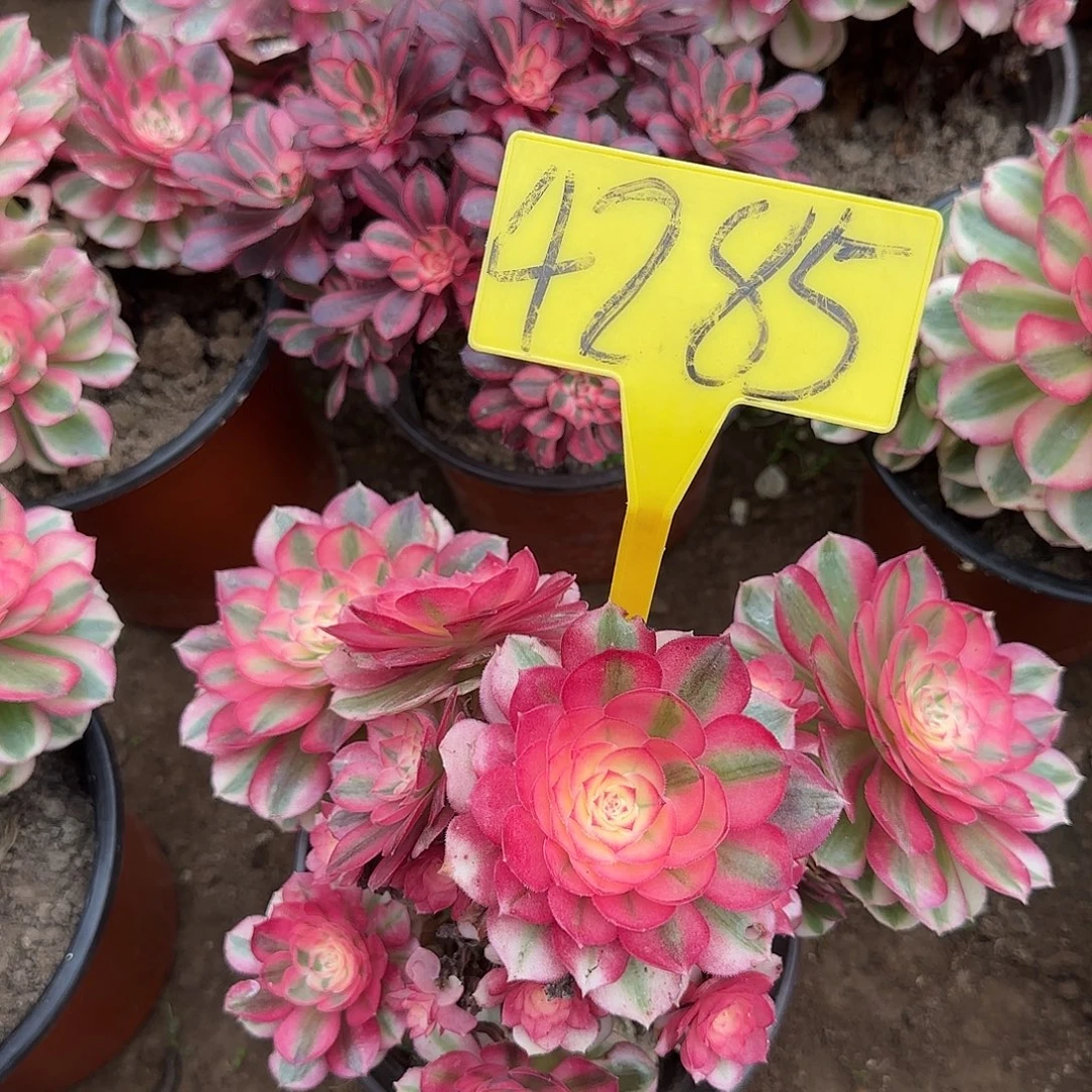 4285---倾城多头多肉