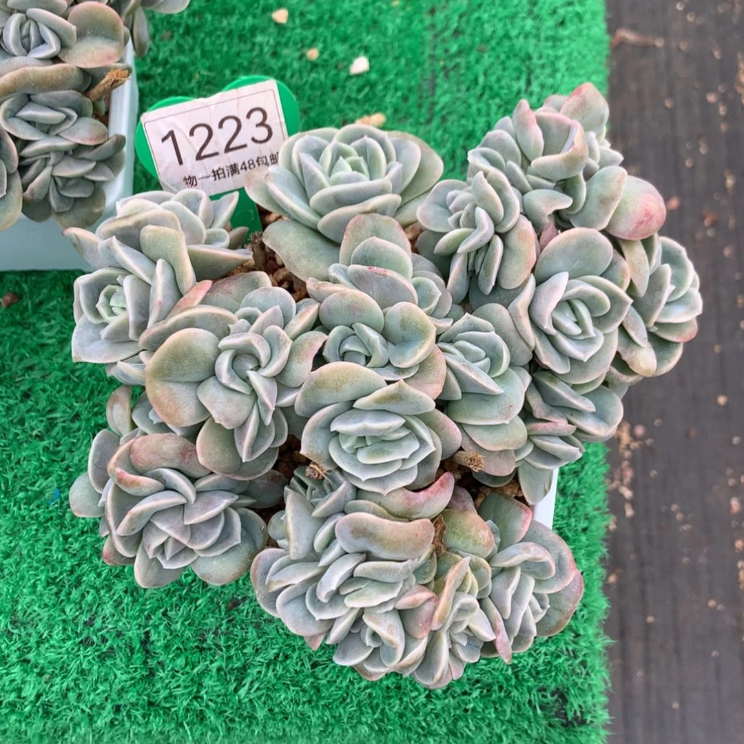 可爱玫瑰朵朵树一物一拍1223