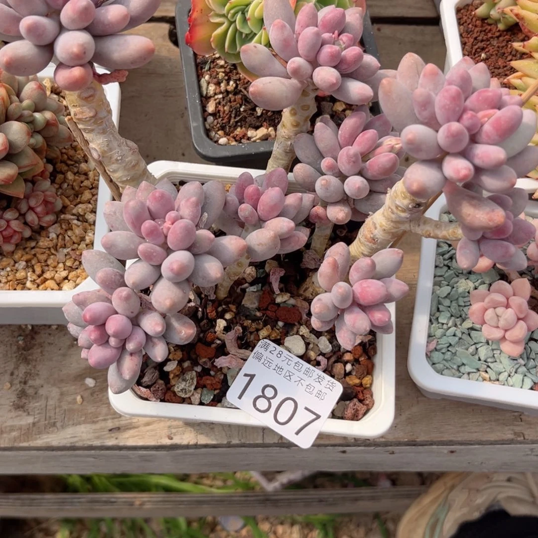 大1807:？xv c b g h g h