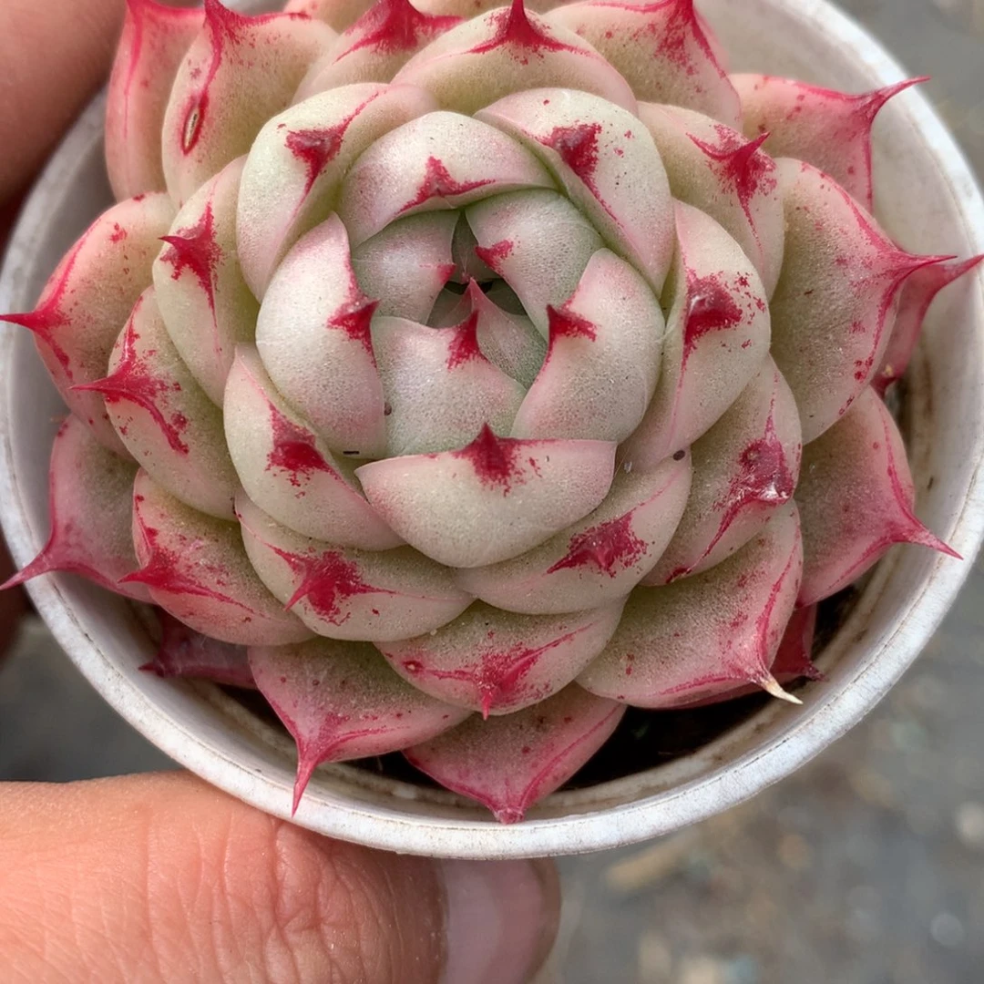 0210-33 麦杆优选