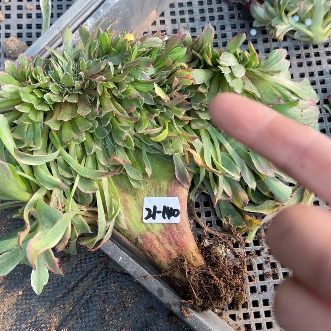 芳***g140粉黛缀多肉多肉植物山东