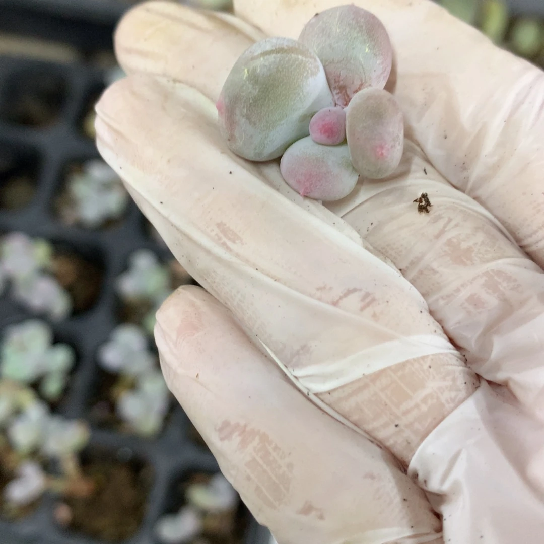 米可奶酪多肉有砍无根