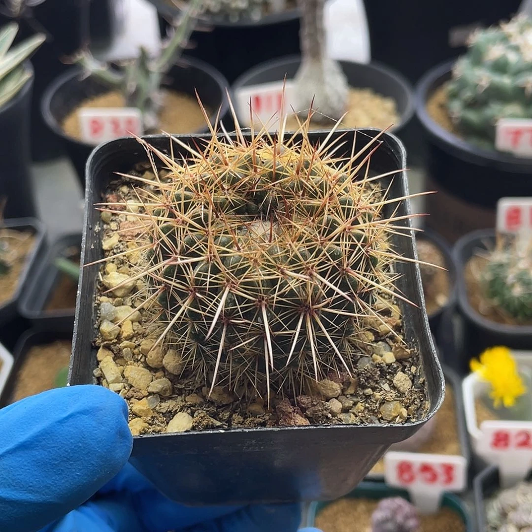 实南国玉仙人球多肉