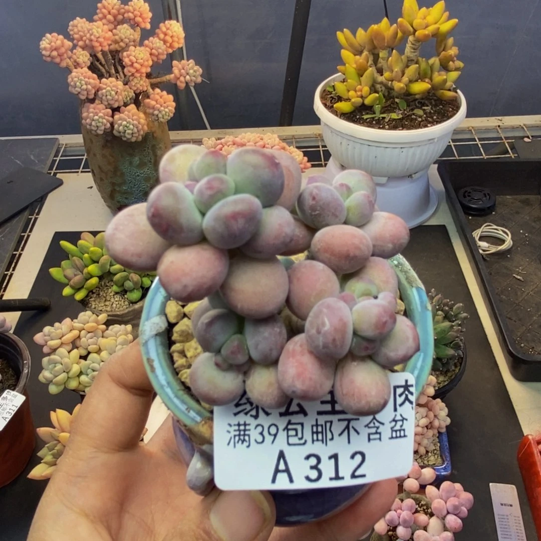 312苹果奶一代多肉5cm