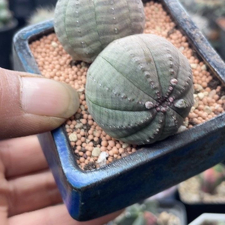 双头布纹球不含盆
