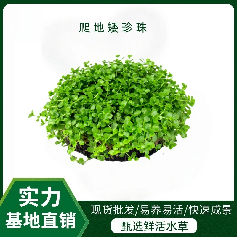 【爬地矮珍珠坨草】爆款水草鱼缸造景专用好养耐活打造茂密小草坪