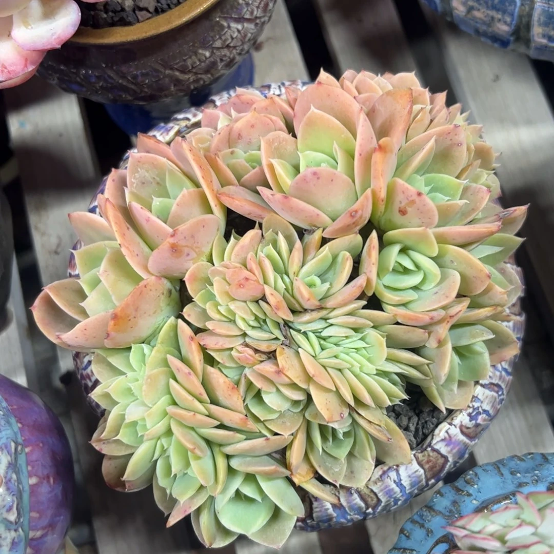 星纳塔缀化多肉植物