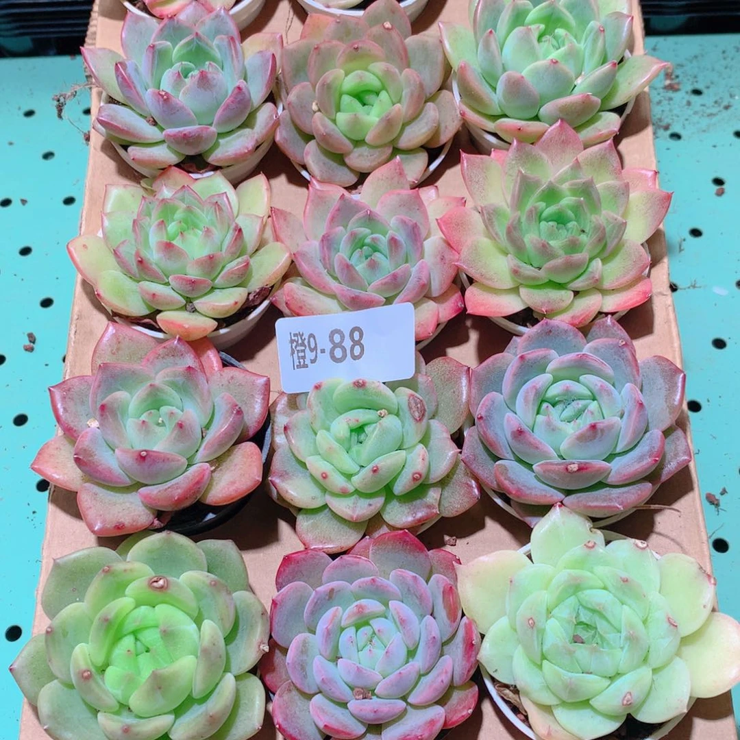 9-88一物一拍多肉带盆18颗
