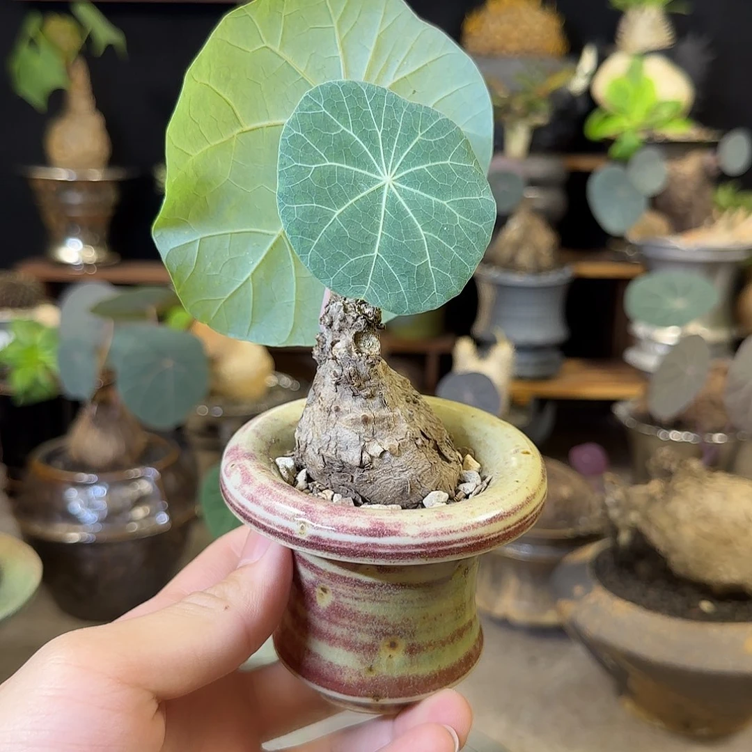 一物一拍老家一叶龟02