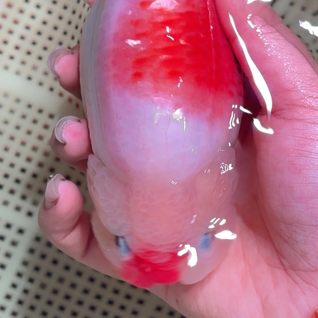 串***香金鱼不拍包装运费到付，拍包装包邮