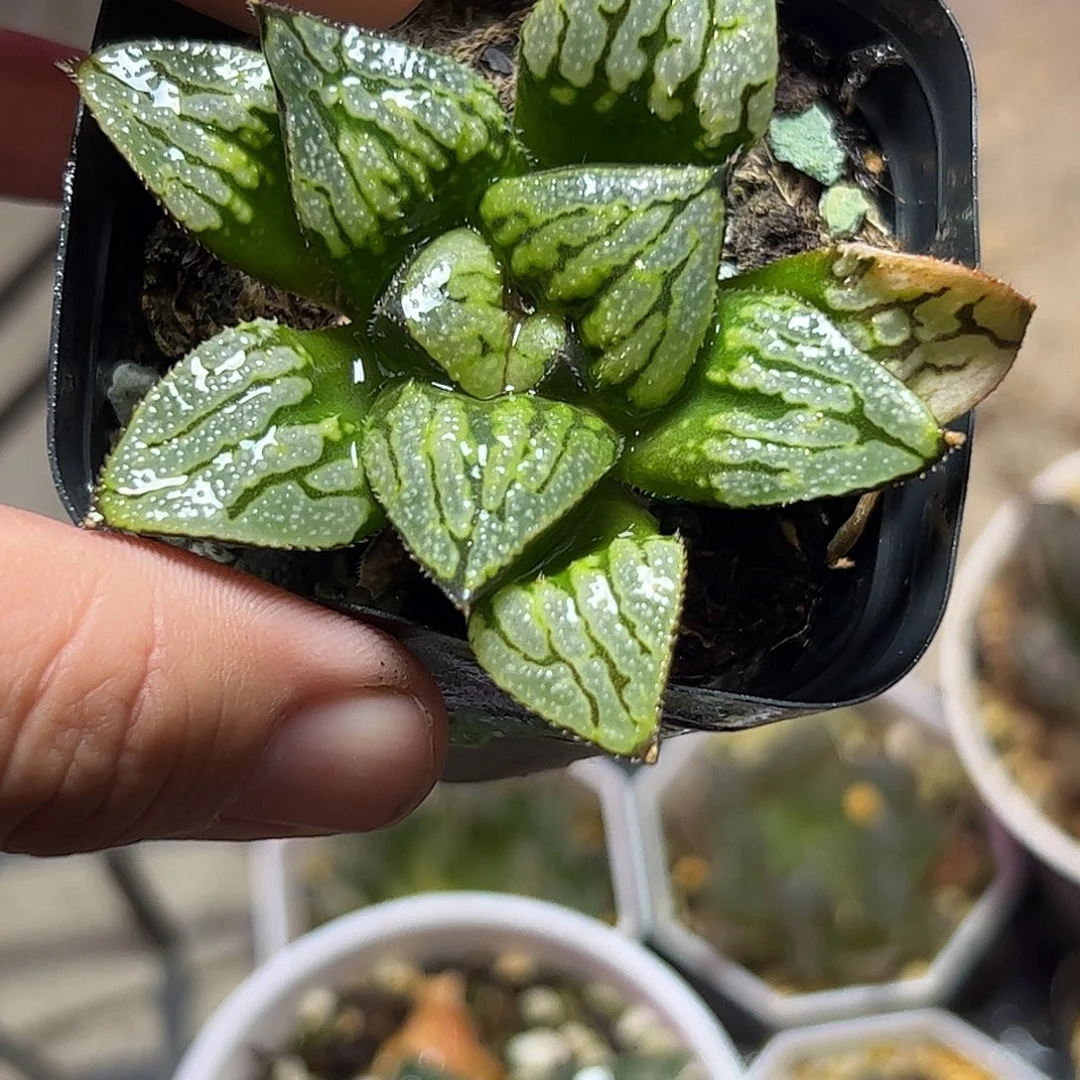 京之恋十二卷十二卷