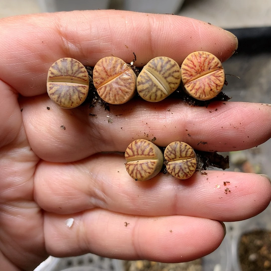 W162多肉植物保护