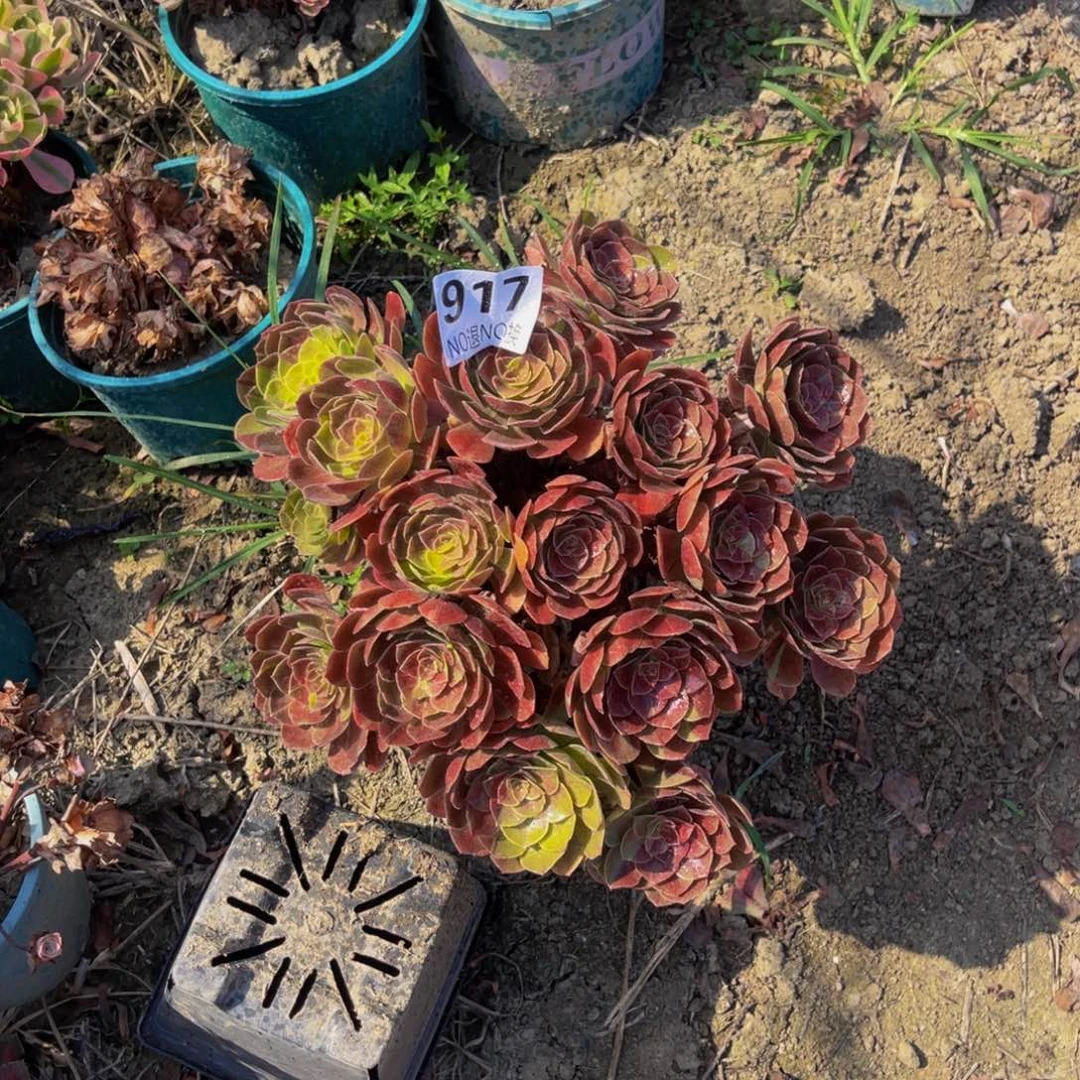 花月夜法师朵朵6-1