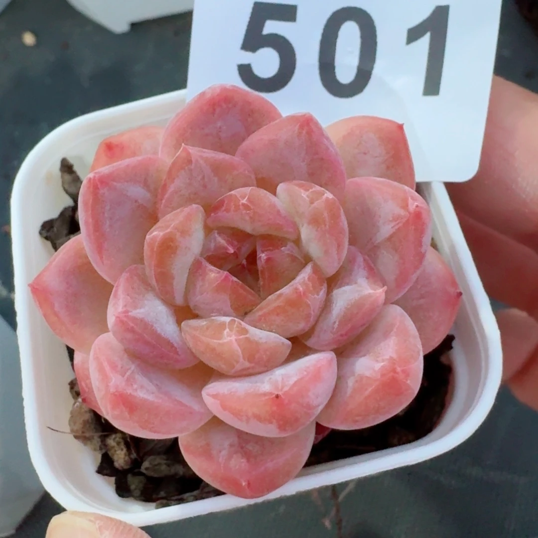 粉魄            精美多肉植物