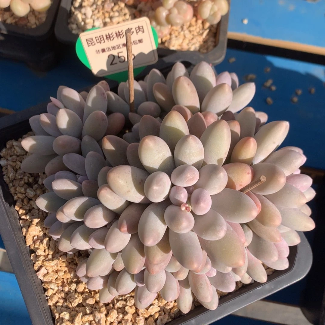 汤圆无砍老桩256