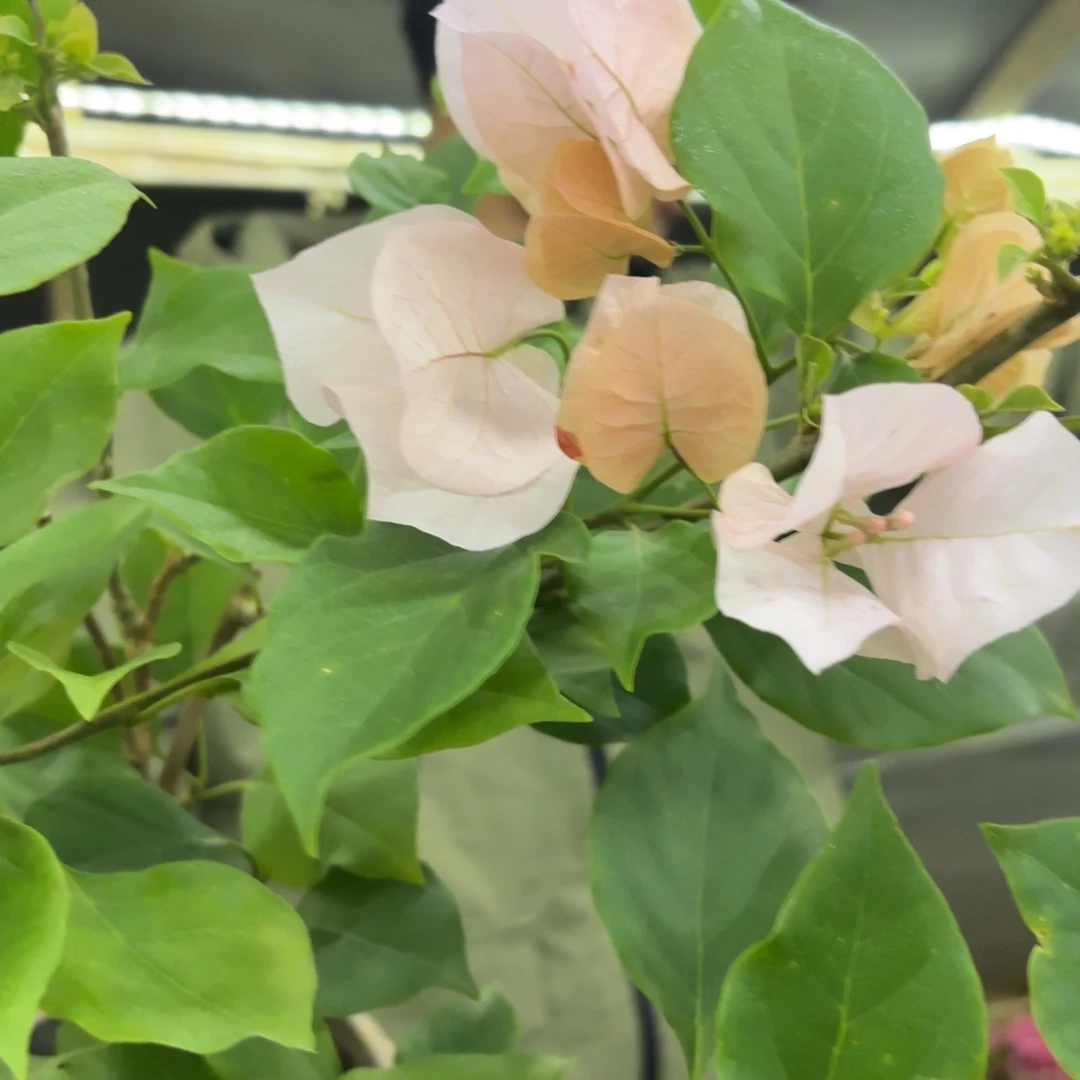 完全开放（阿达的喜悦）三角梅会落花落叶会光杆苗有大有小