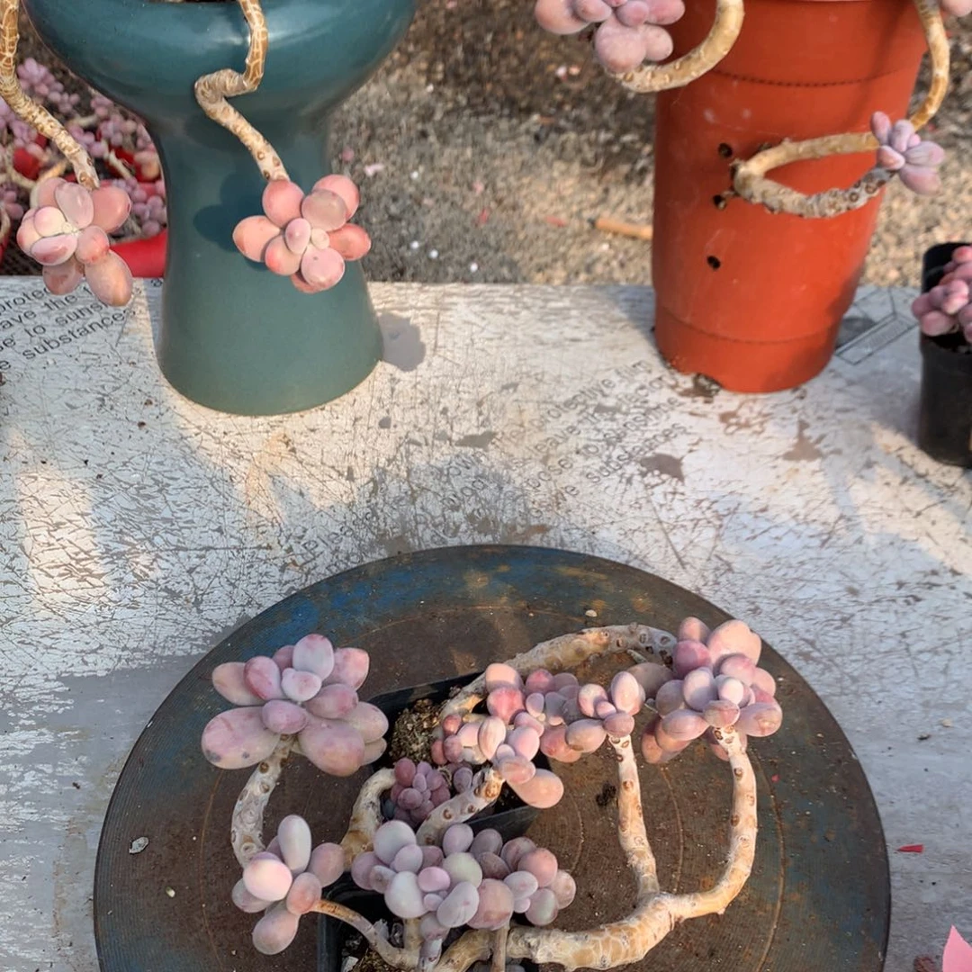 桃蛋老桩不带盆11号