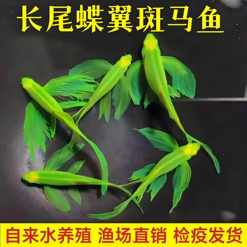 精品蝶翼斑马鱼多种颜色淡水观赏鱼好养耐活