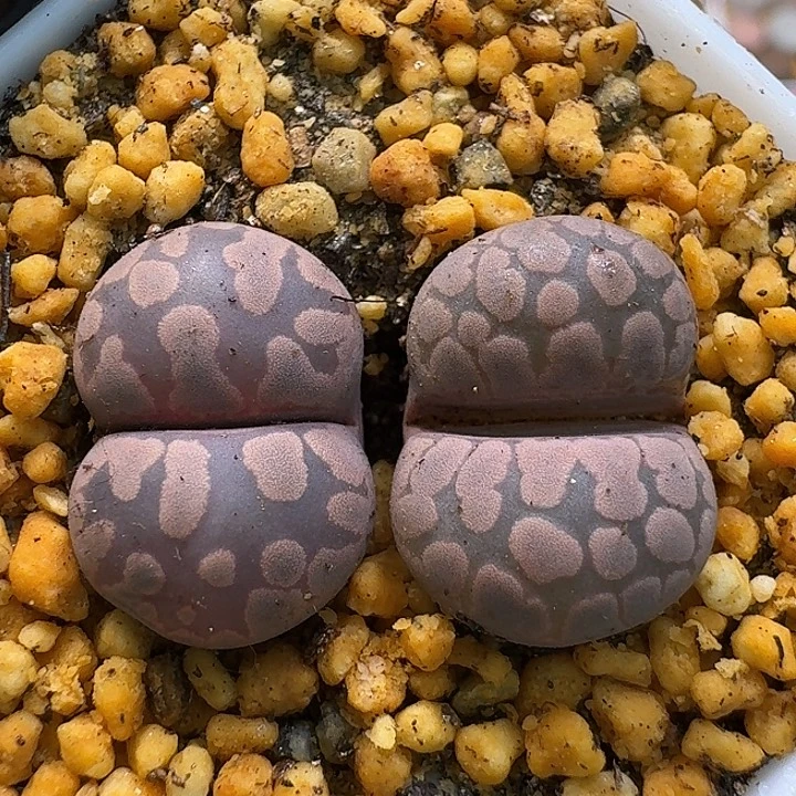 生石花111111。 237