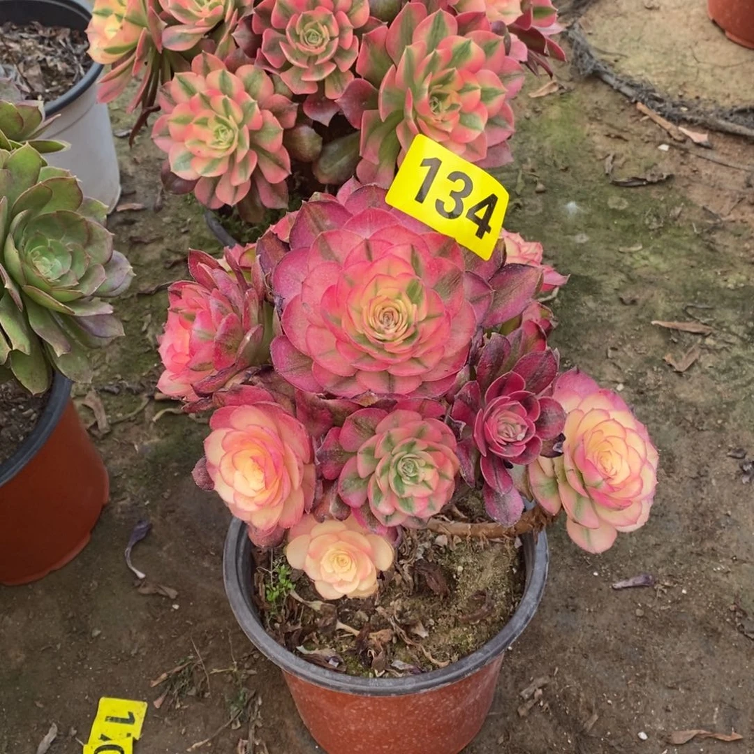 花****）青城多肉法师134