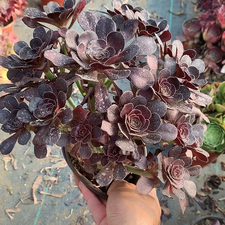 669黑法师多肉植物
