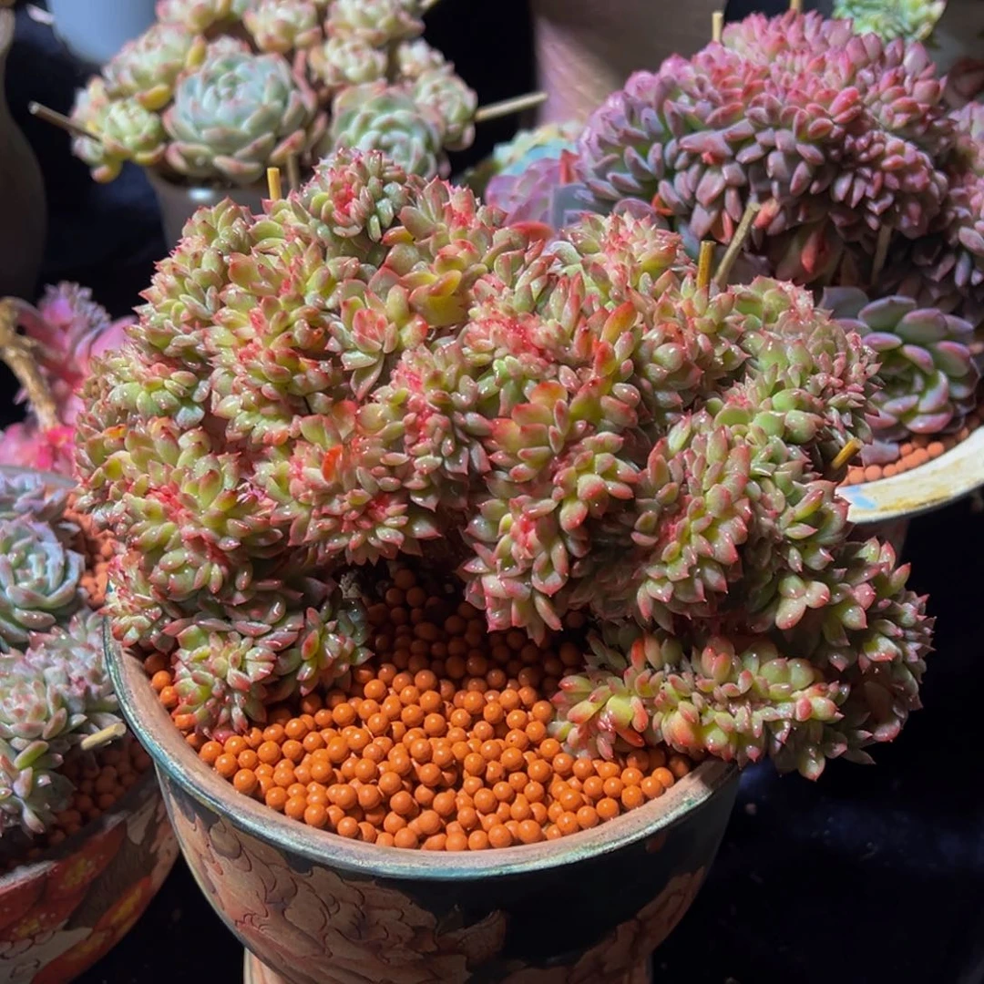 c***.定金 尾款差1000 小票就