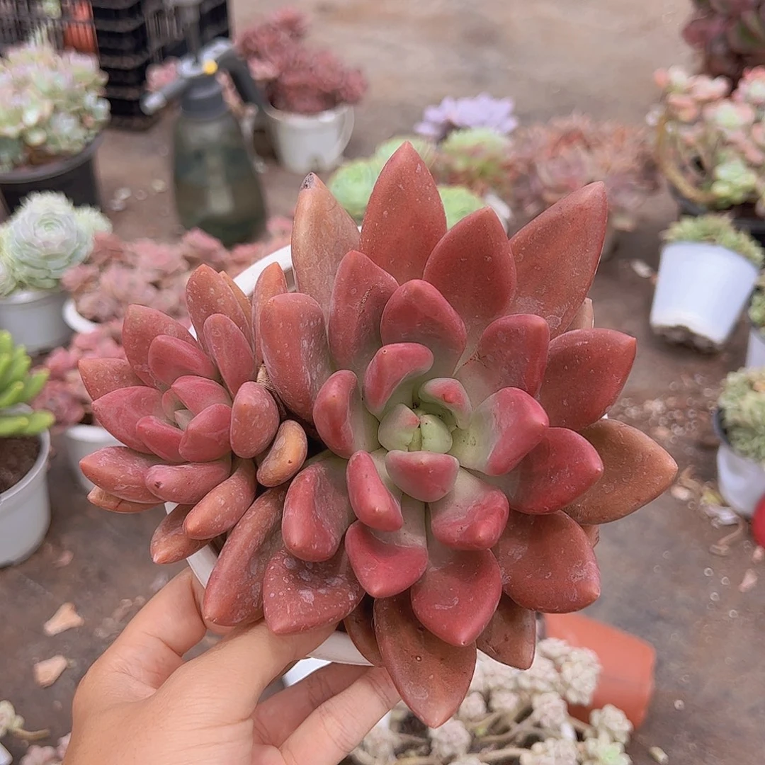 桃花源双头起发精品精控