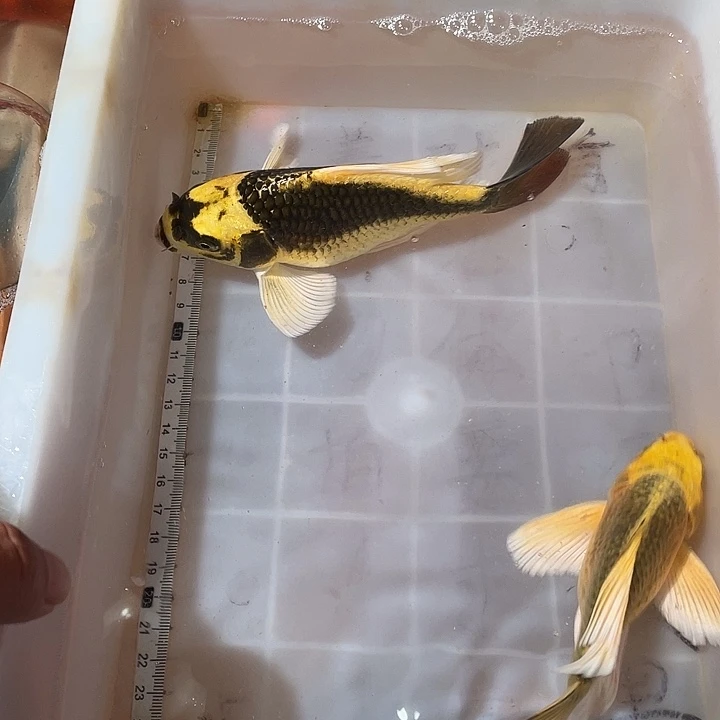 蝴蝶鲤鱼渔场直发93