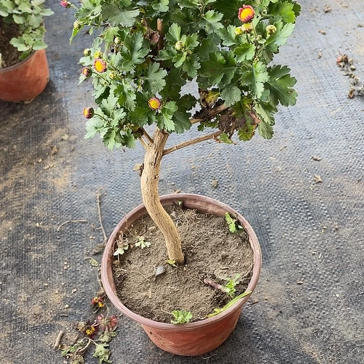 小***草完全开放35菊花菊花菊花