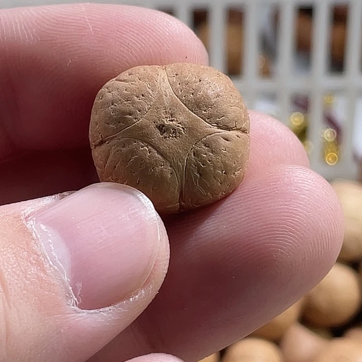 凤眼菩提吊坠尼泊尔小凤眼