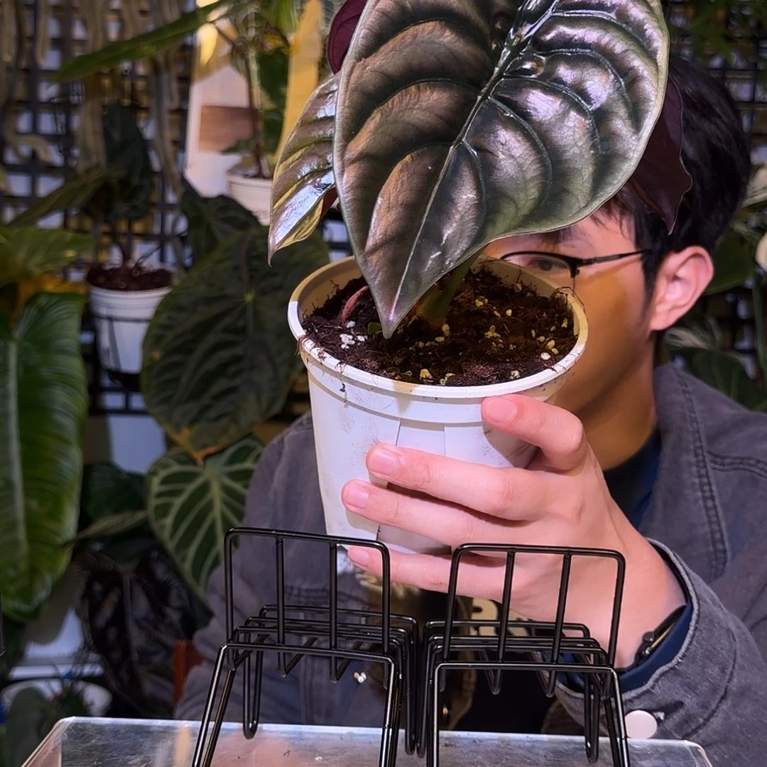 完全开放F148黑桐海芋
