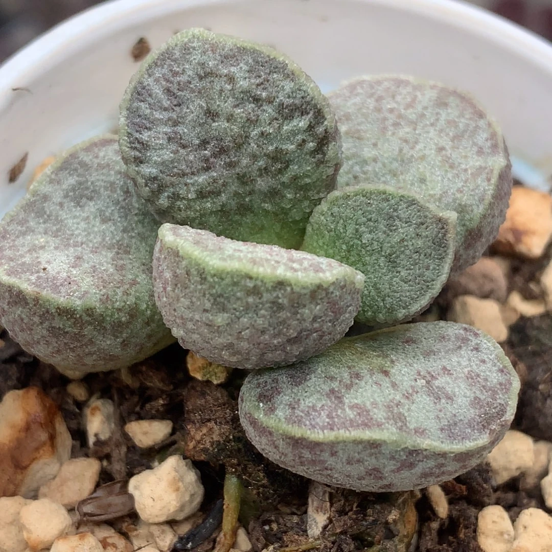 实生新品水泡 花斑
